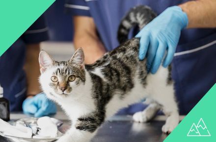 Curso ASISTENTE TÉCNICO VETERINARIO canarias presencial